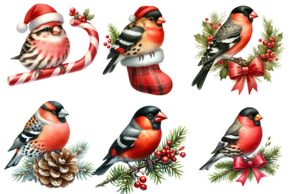 Christmas Grosbeak Birds Clipart PNG Bundle | Watercolor Winter Grosbeak Bird Clipart | Holiday Bird Sublimation PNG