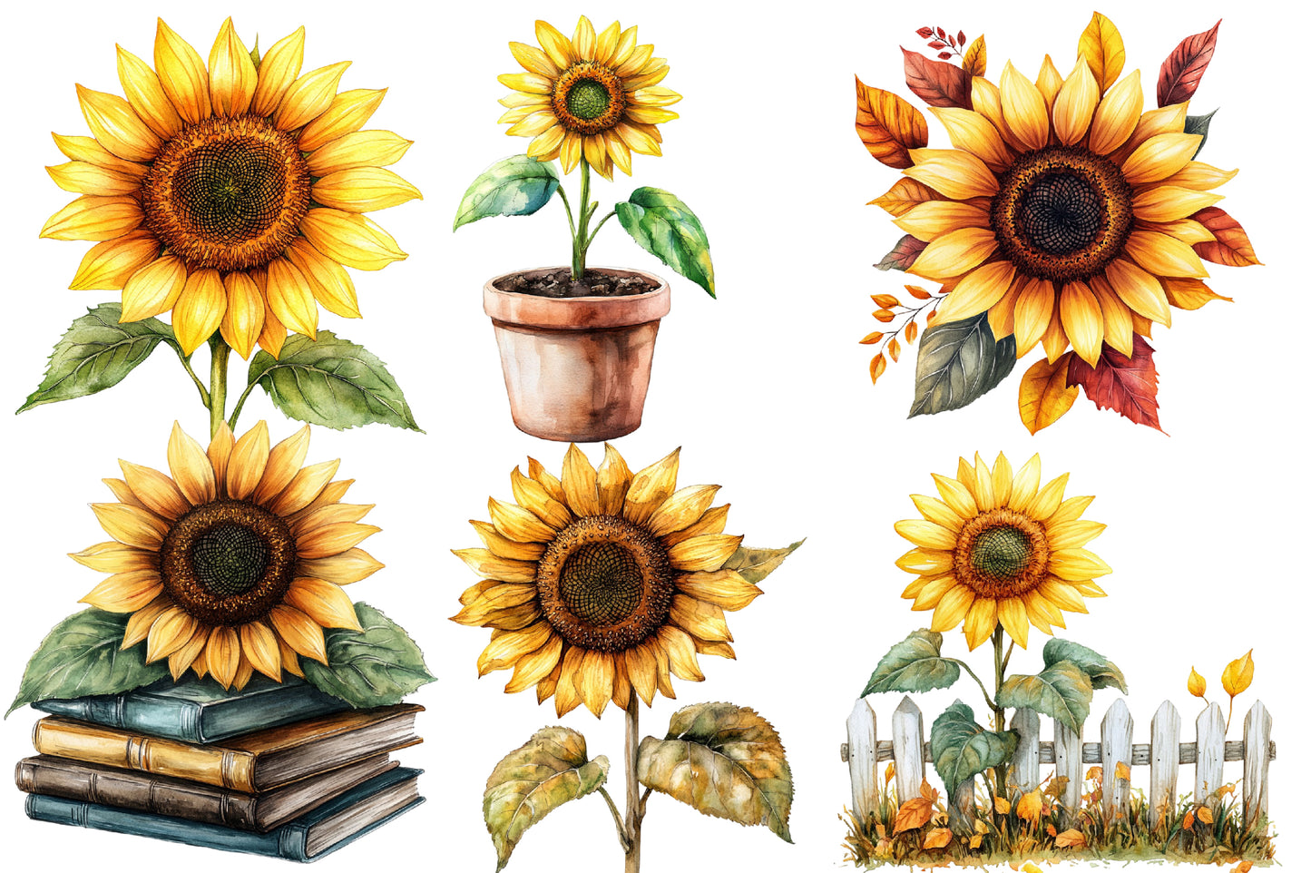 Autumn Sunflowers Clipart PNG Bundle | Watercolor Fall Sunflower Clipart | Rustic Harvest Floral PNG