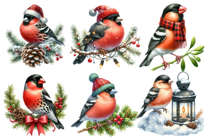 Christmas Grosbeak Birds Clipart PNG Bundle | Watercolor Winter Grosbeak Bird Clipart | Holiday Bird Sublimation PNG
