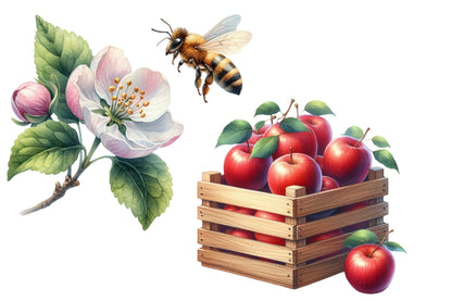 Fall Apples Watercolor Clipart PNG Bundle | Cute Apple Orchard Clipart | Autumn Sublimation